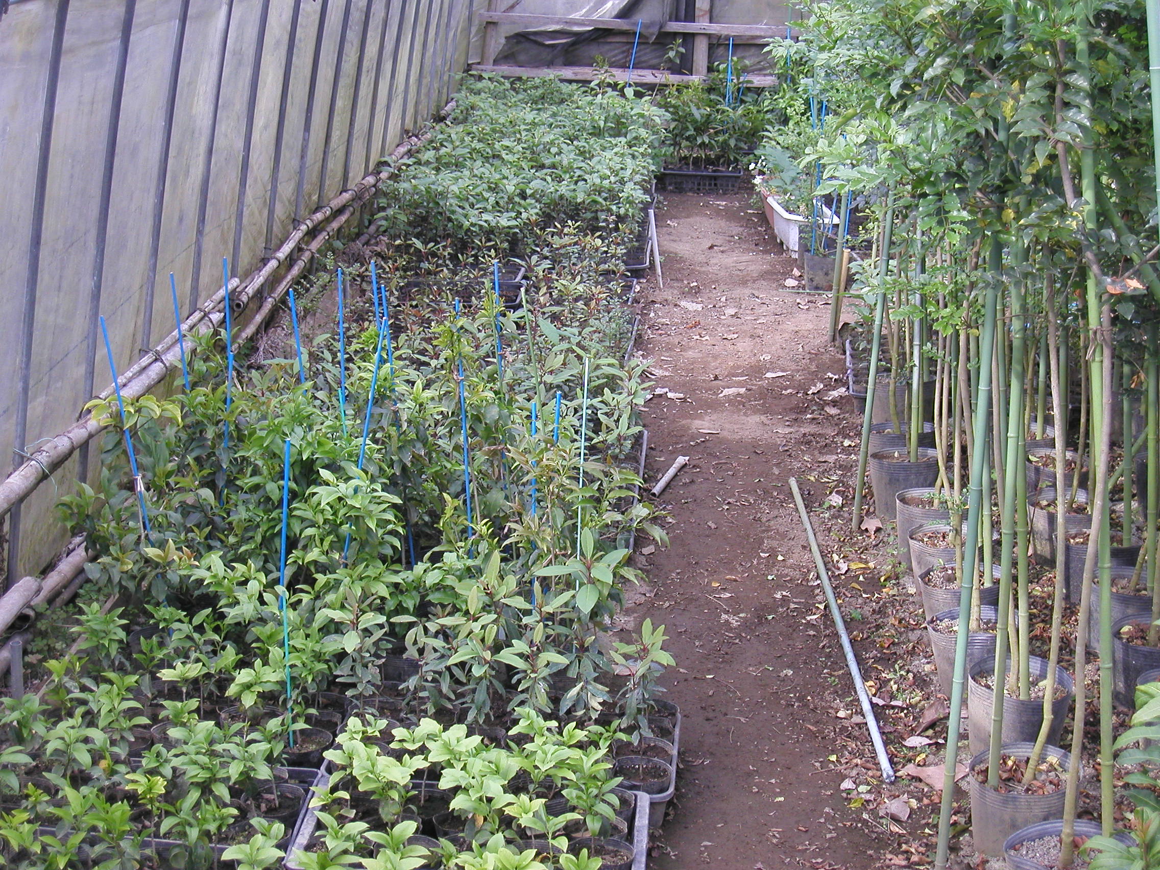 苗はハウス内で