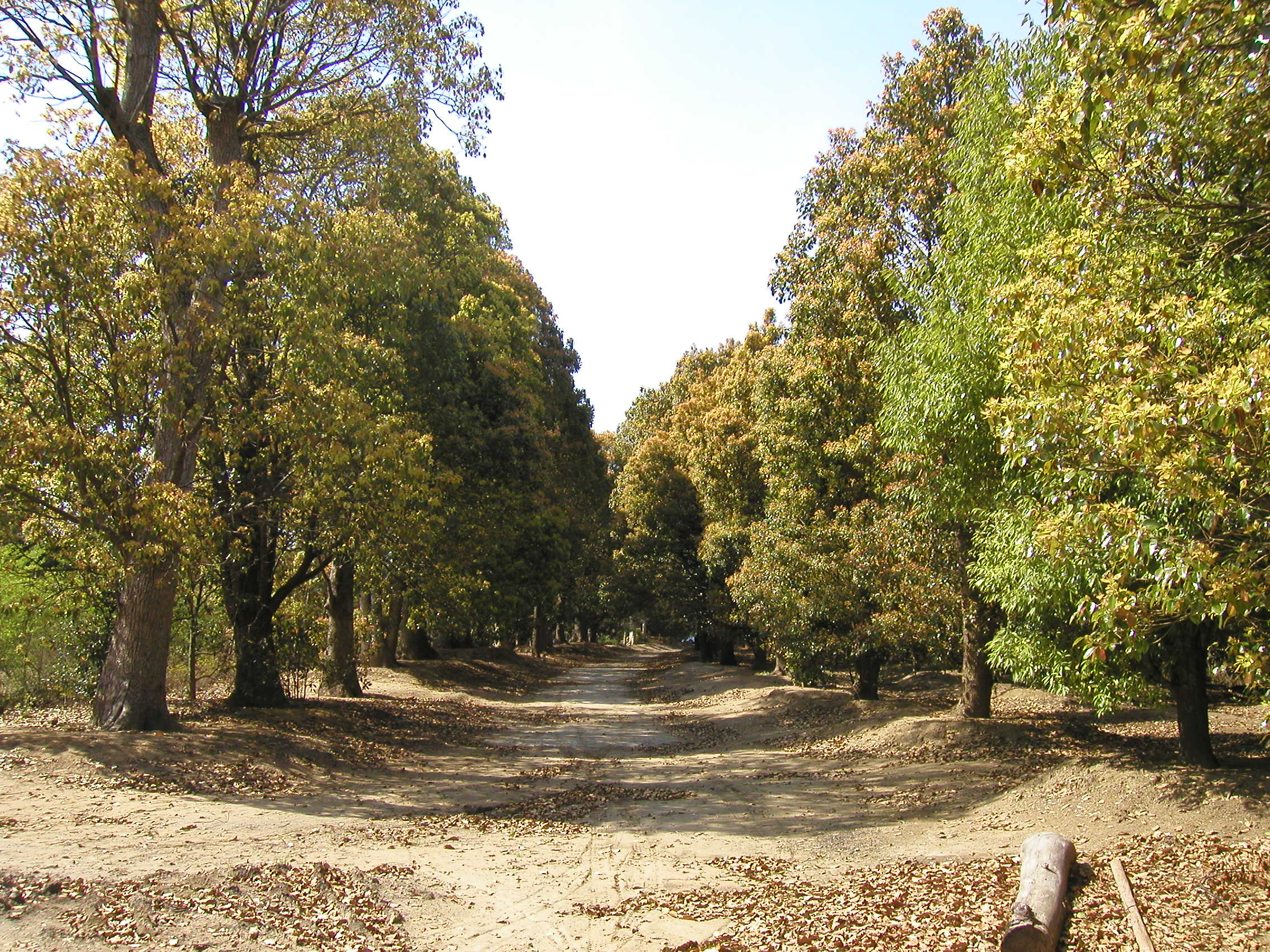 とても大きな木はもっと広く