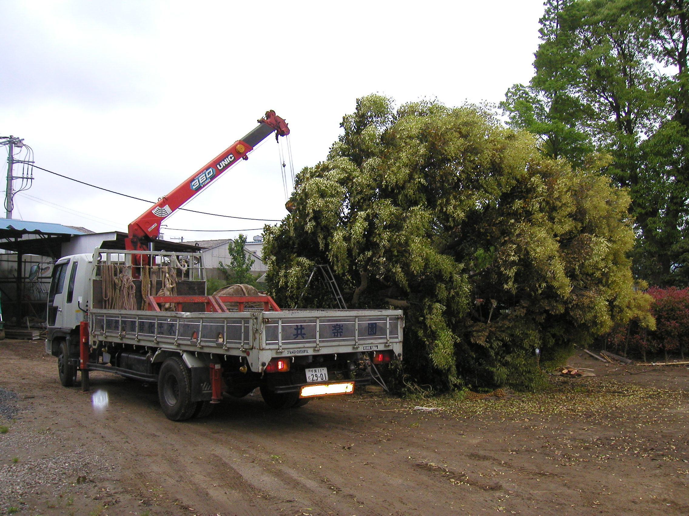 枝折り 積込準備