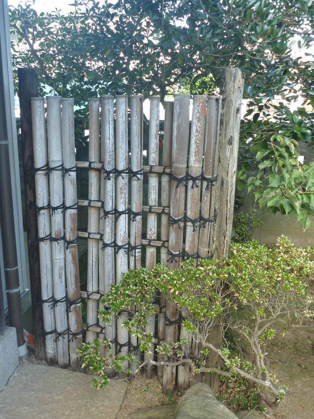 袖垣 鉄砲垣 更新前