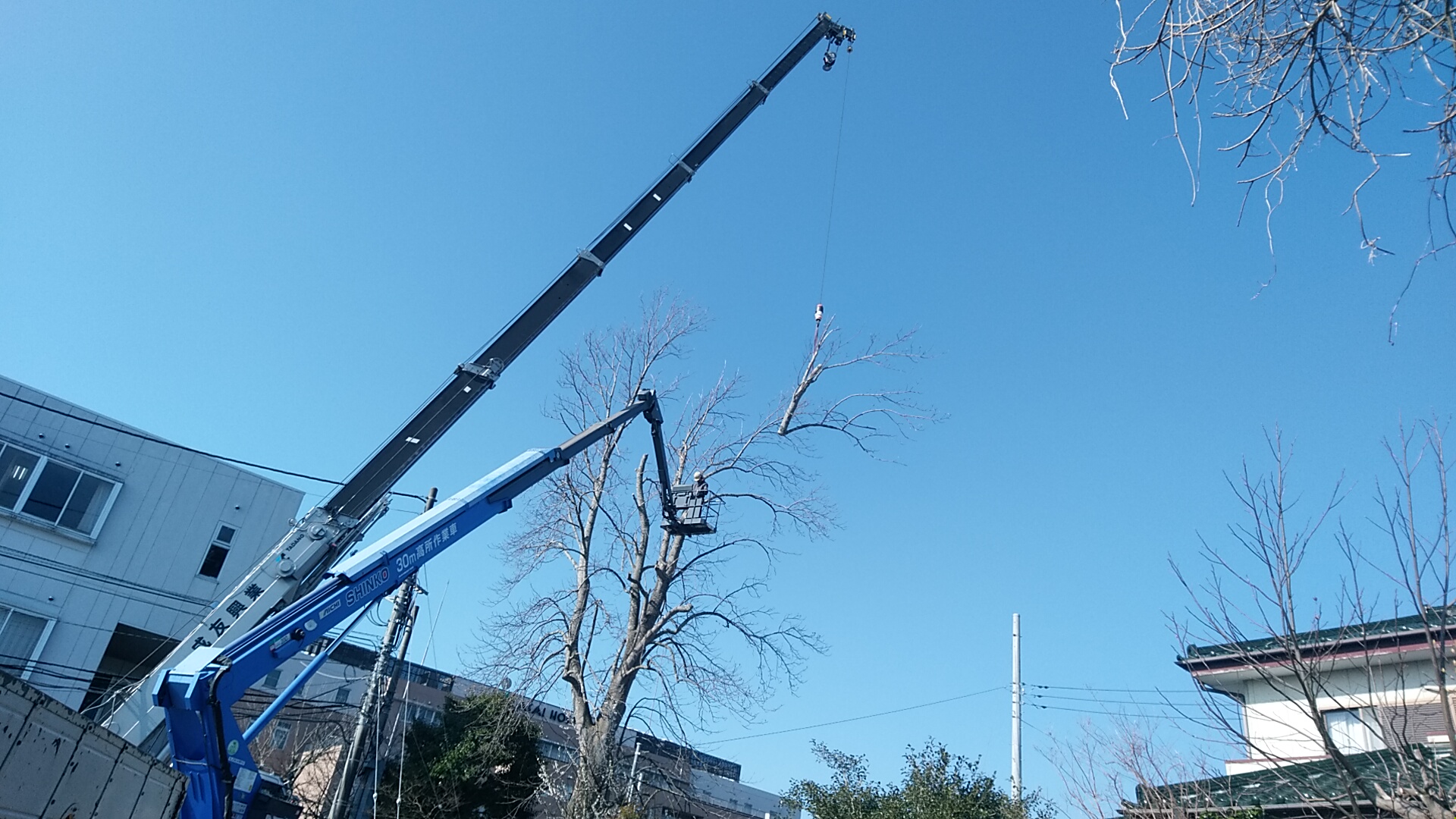 ユリノキ伐採 吊り切り
