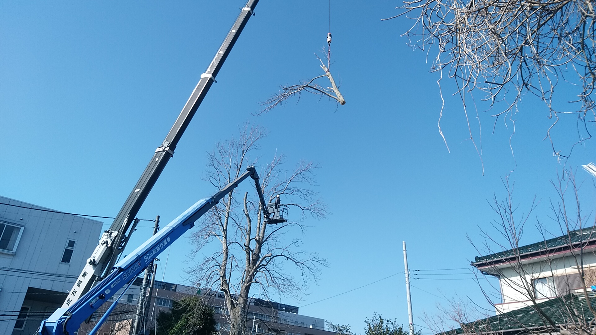 ユリノキ伐採 吊り切り
